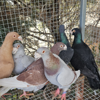 Colombi viaggiatori italiani da esposizione