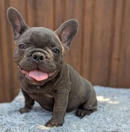 Bulldog francesi blu and tan