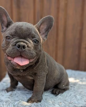 Bulldog francesi blu and tan