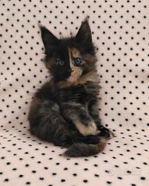 Penelope