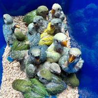 Inseparabili roseicollis COPPIE E PULLI