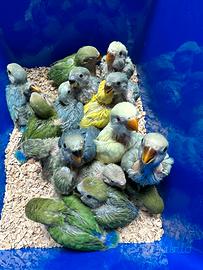 Inseparabili roseicollis COPPIE E PULLI