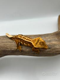 Baby geco ciliatus