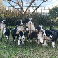 Cuccioli di border collie
