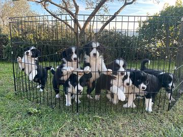 Cuccioli di border collie