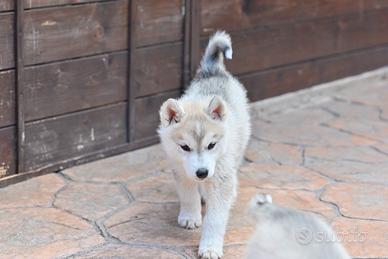 Cuccioli di Siberian Husky