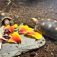 Chelonoidis Carbonarius