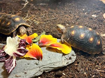 Chelonoidis Carbonarius