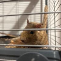 Vendo degu