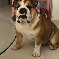 Bulldog inglese
