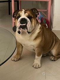Bulldog inglese