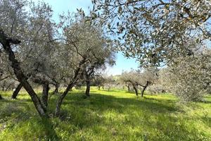 TER. AGRICOLO A CASPERIA