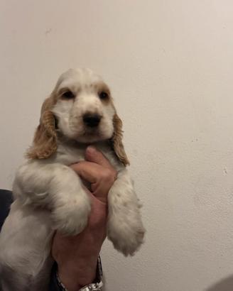 Cocker