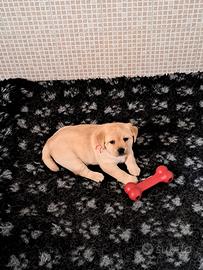 Cuccioli di Labrador
