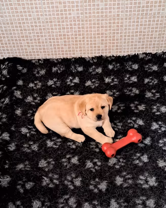 Cuccioli di Labrador