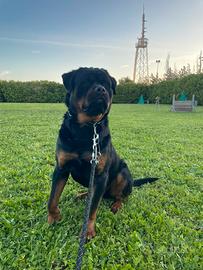 Rottweiler