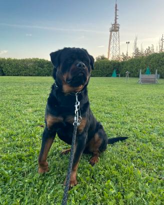 Rottweiler