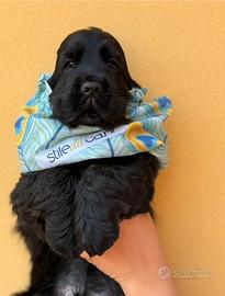 Cucciolo cocker spaniel inglese pedigree ENCI