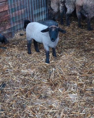 Animali