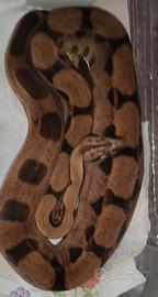 Boa Constrictor Imperator