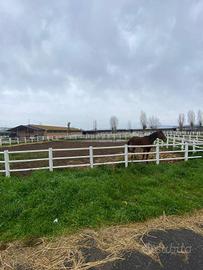 Rustico / Casale di 500 m² con più di 5 locali a A