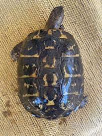 Testudo hermanni hermanni