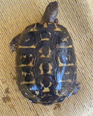 Testudo hermanni hermanni