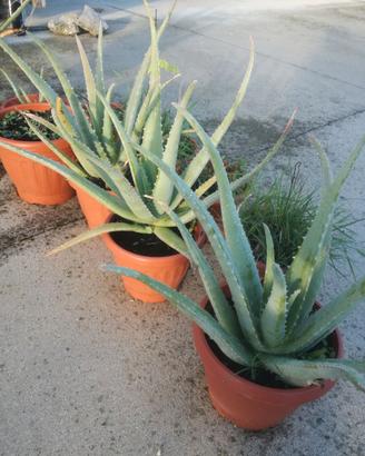 pianta aloe vera in vaso