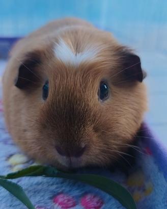 Cavia california