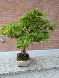 BONSAI di ACERO
