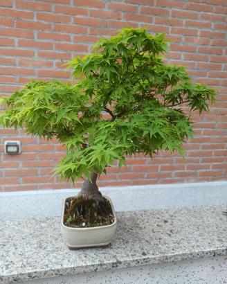 BONSAI di ACERO