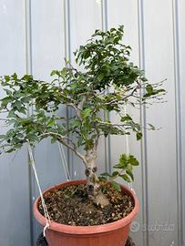 Carpino Bonsai
