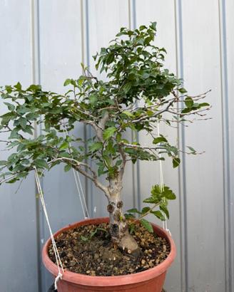Carpino Bonsai