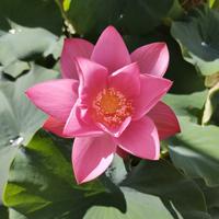loto 'betsy'