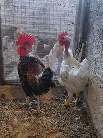 Galline