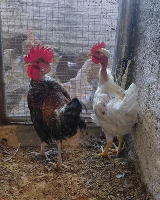 Galline