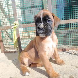 Cuccioli di Boxer