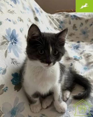 Lampo gattino di 3 mesi