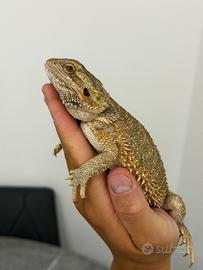 Drago Barbuto