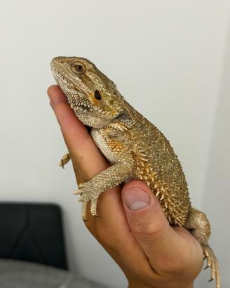Drago Barbuto