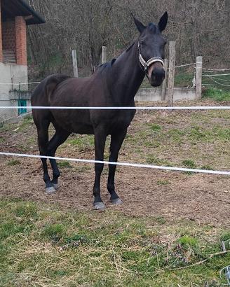 Cavalla 11 anni, angloaraba, doc apa