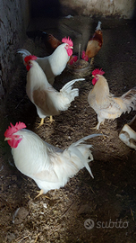 Galletti incrocio Livornese