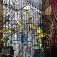 Canarini timbrado e allerchini portoghesi