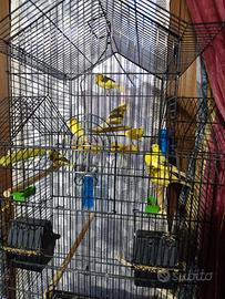 Canarini timbrado e allerchini portoghesi