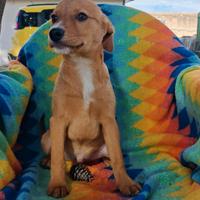 Back, 3 mesi, taglia media contenuta