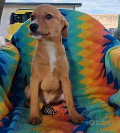 Back, 3 mesi, taglia media contenuta