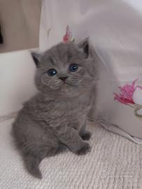 I migliori British shortair