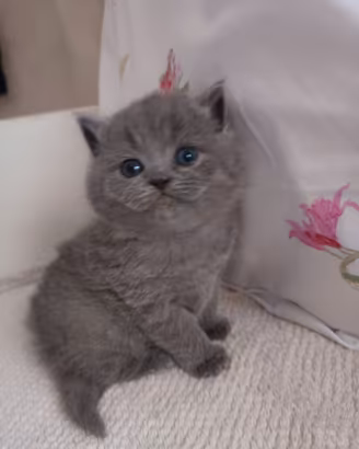 I migliori British shortair