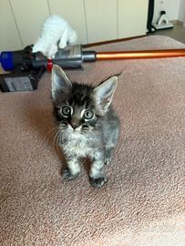 Cuccioli Maine Coon