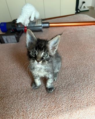 Cuccioli Maine Coon